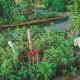 PALA JARDIN TRAMONTINA M/MADERA - 77908/001  ANGOSTA